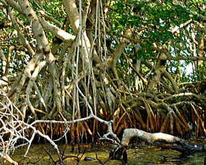 keys mangroves